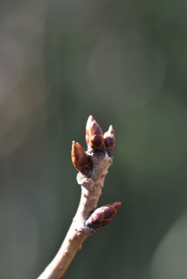 Prunus serrulata 'Amanogawa' - višeň pilovitá (sakura) - zimní pupeny